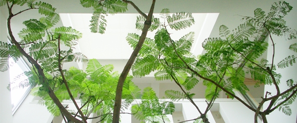 中庭の植栽
