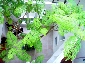 中庭のある家　２０坪　狭小住宅１